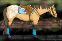 Horse Color:Buckskin Blanket 