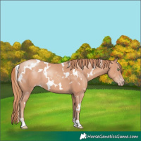 Horse Color:White Spotted Gold Champagne 