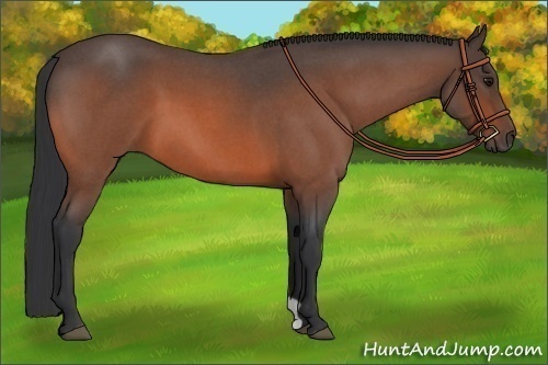 Horse Color:Bay Roan 