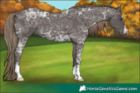 Horse Color:Liver Chestnut Ice 