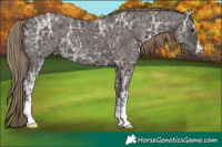Horse Color:Liver Chestnut Ice 