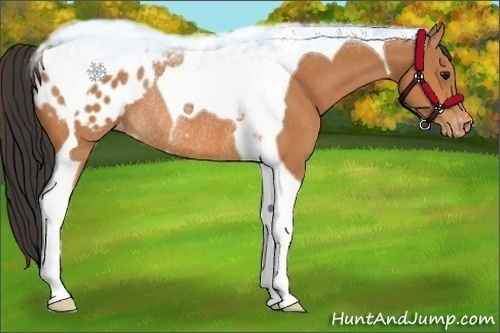 Horse Color:Bay Tobiano Appaloosa Rabicano