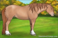 Horse Color:Gold Champagne 