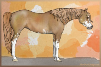 Horse Color:Gray Red Dun Sabino 