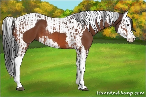 Horse Color:Bay Splash and Bay Splash Tobiano