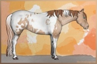 Horse Color:Buckskin Pearl Tobiano Appaloosa 