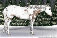 Horse Color:Silver Black Sabino 