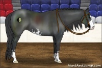 Horse Color:Black Sabino 