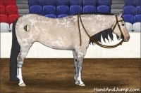 Horse Color:Brown Ice Dun 