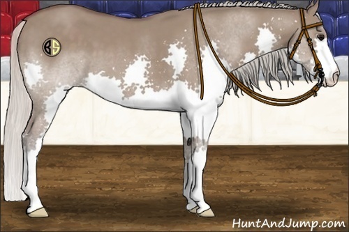 Horse Color:Silver Grullo Splash