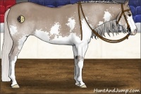 Horse Color:Silver Grullo Splash 