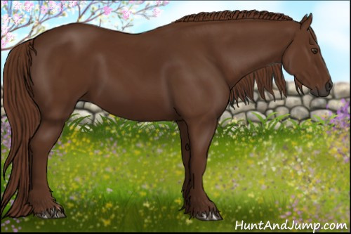 Horse Color:Gray Chestnut 