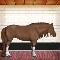 Horse Color:Gray Red Roan 