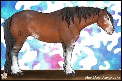 Horse Color:Bay Sabino 