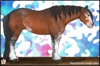 Horse Color:Bay Sabino 
