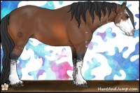 Horse Color:Bay Sabino 