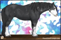 Horse Color:Black Sabino 
