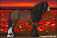 Horse Color:Gray Brown Roan 