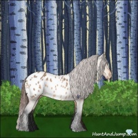 Horse Color:Bay Roan Dun Appaloosa 
