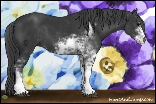Horse Color:Black Sabino