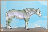 Horse Color:Watercolor Silver Bay Onyx Frame Rabicano