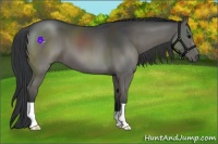 Horse Color:Grullo Brindle