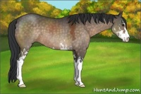 Horse Color:Brown Dun Sabino 