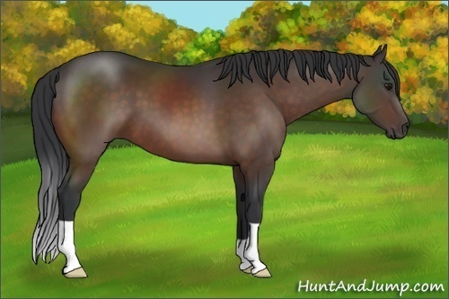 Horse Color:Brown 