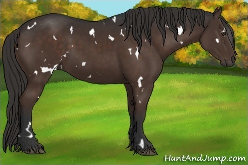 Horse Color:White Spotted Liver Chestnut