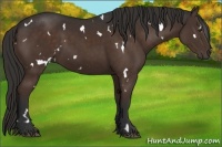 Horse Color:White Spotted Liver Chestnut 