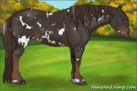 Horse Color:White Spotted Liver Chestnut 