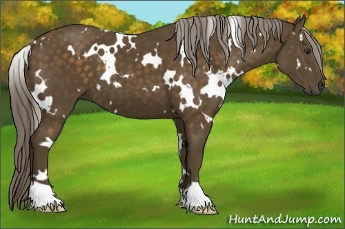 Horse Color:White Spotted Chocolate Palomino