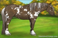Horse Color:White Spotted Chocolate Palomino 