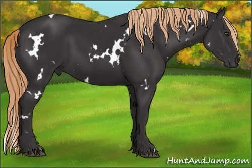 Horse Color:White Spotted Liver Chestnut