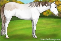 Horse Color:Grullo Roan Pearl Splash