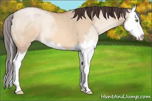Horse Color:Amber Champagne Dun Splash