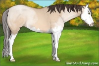 Horse Color:Amber Champagne Dun Splash
