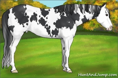 Horse Color:White Spotted Black Splash 