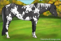 Horse Color:White Spotted Black 