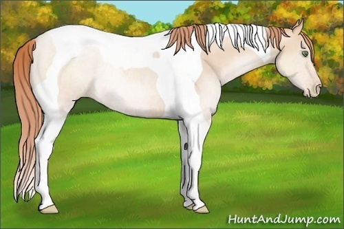 Horse Color:Classic Champagne Pearl Tobiano Rabicano 