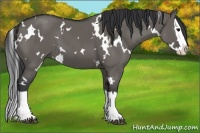 Horse Color:White Spotted Grullo Splash 