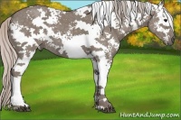 Horse Color:White Spotted Silver Grullo 