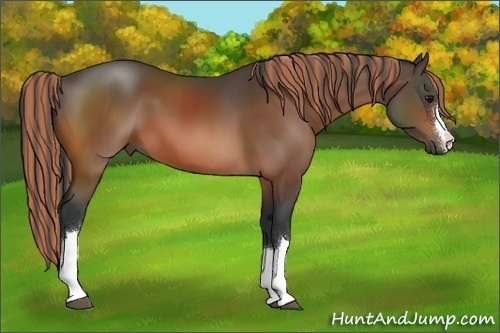 Horse Color:Painted Bay