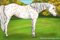Horse Color:White Spotted Silver Buckskin Sabino Near Leopard 