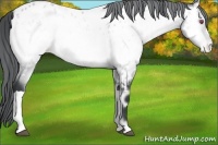 Horse Color:Bay Chinchilla Onyx Appaloosa