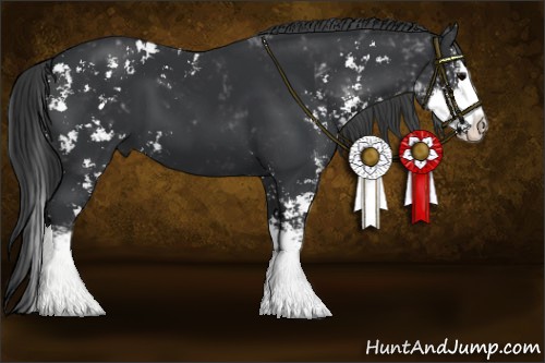 Horse Color:Black Sabino Splash 