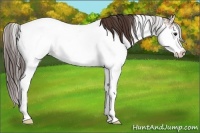 Horse Color:Buckskin Sabino Appaloosa Rabicano 