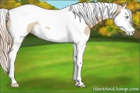 Horse Color:Perlino Splash Tobiano Rabicano 