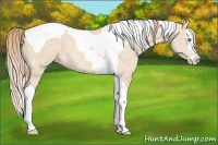 Horse Color:Perlino Dun Splash Tobiano Appaloosa 