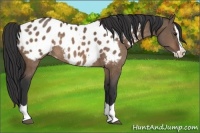 Horse Color:Brown Dun Splash Appaloosa 